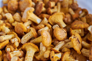Mushroom Background. Chanterelles mushrooms just picked
