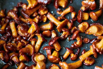 Fried chanterelle mushrooms with rosemary and herbs in a frying pan. close-up.