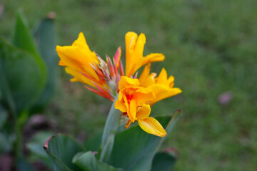 Blooming canna lily flower with green leaves