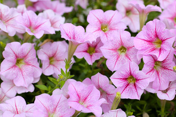 Blooming pink and white surfinia flowers