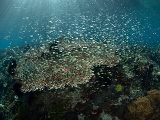 Hordes of blue-green chromis school above a large table coral near Alor, Indonesia. This beautiful, tropical region harbors extraordinary marine biodiversity and is a popular destination for diving.