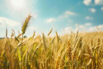 Obraz premium A golden wheat field captured on a bright sunny day, representing agriculture and natural resources