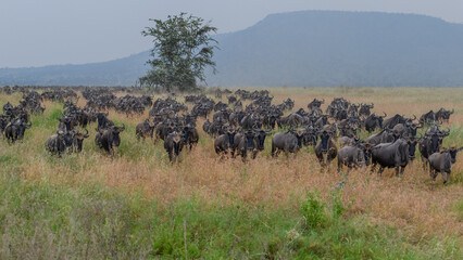 wildebeest in the serengeti