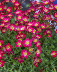 Garden Moss Saxifrage. Flowering ornamental plants for garden, park