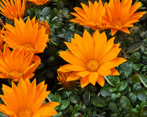 Gazania Giant is a flower with large, daisy-like composite flowerheads in brilliant shades of orange