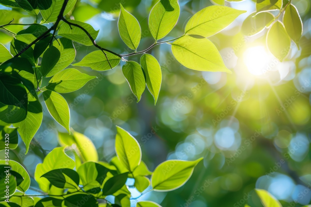 Poster sunrays beaming through lush green leaves, with a soft-focus background creating a peaceful natural 