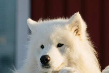 portrait of a white dog