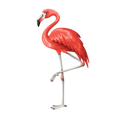 American or Caribbean flamingo, cartoon red wading bird. Funny portrait of exotic pink flamingo standing on one leg. Tropical beach, zoo and jungle, cartoon wild fauna mascot vector illustration