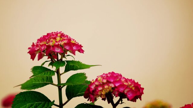 Beautiful pink flowers sway under the gusts of wind. Hydrangea, Hortensia, Common Hydrangea, Garden Hydrangea. LETS DANCE Big Band Bigleaf Hydrangea macrophylla. Rovinj, Croatia - May 31, 2024