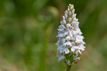 Fototapeta premium Close up of a heath spotted orchid (dactylorhiza maculata) flower in bloom