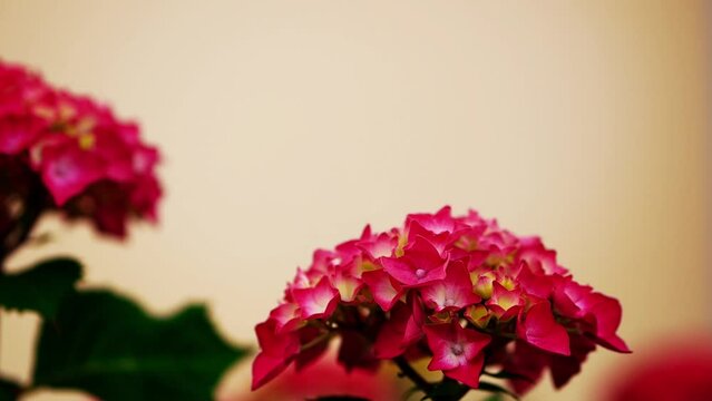 Beautiful pink flowers sway under the gusts of wind. Hydrangea, Hortensia, Common Hydrangea, Garden Hydrangea. LETS DANCE Big Band Bigleaf Hydrangea macrophylla. Rovinj, Croatia - May 31, 2024