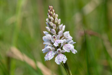 Close up of a heath spotted orchid (dactylorhiza maculata) flower in bloom