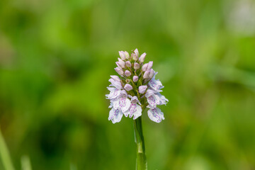 Close up of a heath spotted orchid (dactylorhiza maculata) flower in bloom