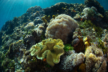 Healthy corals cover a reef slope on a remote island in the Forgotten Islands of Indonesia. This beautiful region harbors extraordinary marine biodiversity.