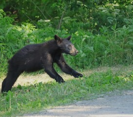 Sweet Black Bear Yearling Crossing the road 