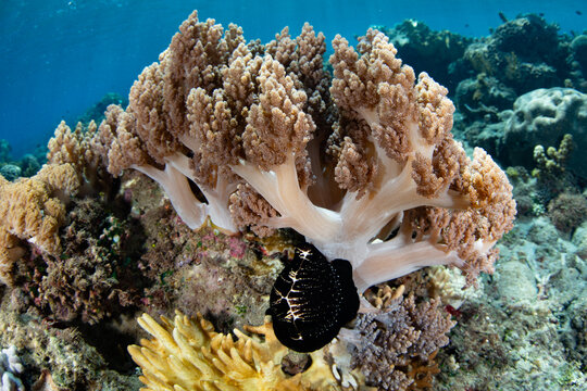 An egg cowrie, Ovula ovum, feeds on a soft coral on a reef in Indonesia. This commonly seen gastropod is found throughout the Indo-Pacific region.