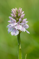 Close up of a heath spotted orchid (dactylorhiza maculata) flower in bloom