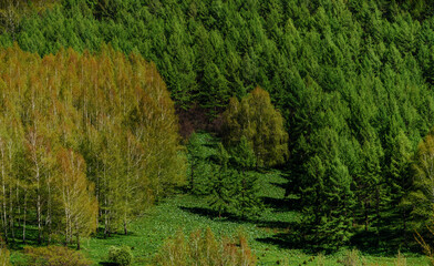 Forest on hill in summer, nature background