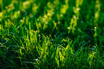 Lush green grass abstract background
