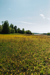 field of yellow flowers