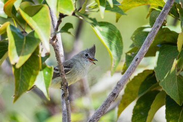 Guaracava-de-topete-uniforme (Elaenia cristata) cantando