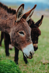 Two donkeys portrait on summer meadow