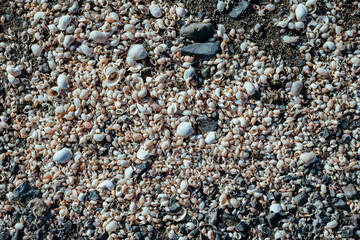 Small shells on black sand on the beach