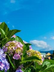 青空と紫陽花