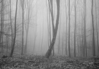 The forest in a fog.