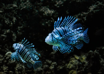 Colourful tropical lion fish on the coral reef