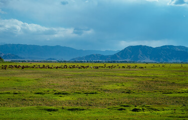 Obraz premium Sheep grazing in a meadow in summer, Kyrgyzstan, Asia