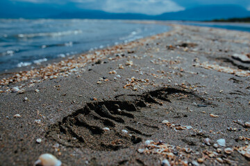 Footprint in the sand on lake shore on summer day