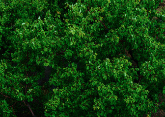 Vibrant green tree after rain abstract background