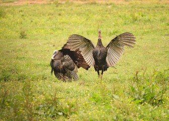 Gorgeous Tom Turkey Breeding Plumage Display Showoff