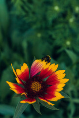 Close-up of a gaillardia flower with a bumblebee climbing on it, on a green background.