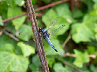 鉄線に止まるシオカラトンボ
