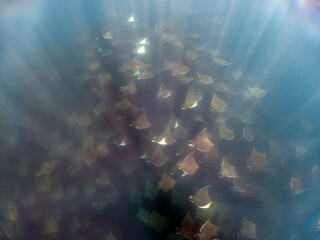 A large aggregation of Munk's Devil Rays aka Mobula Rays (Mobula munkiana) in Baja California Sur, Mexico