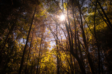 photo of a path in the forest with sunlight trees and pines