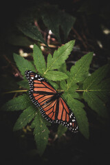 beautiful butterfly portrait on a flower
