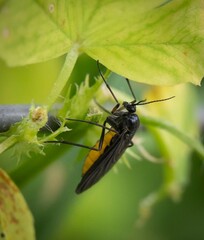 a macro photography of a insect on a plant