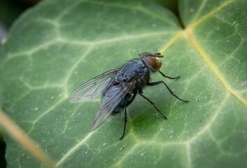 macro photography of a  flying standing on a leaf