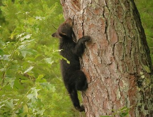 Black Bear Cub Expert Tree Climber Safe and Sound