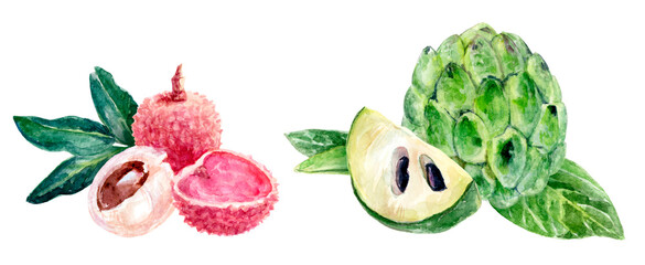 Handpainted illustration of Lychee and Cherimoya fruits with a botanical and ethereal theme