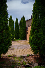 A street with decorative trees. High quality photo