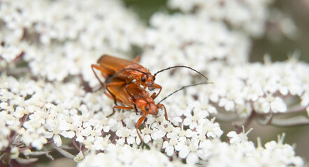 a small red bug