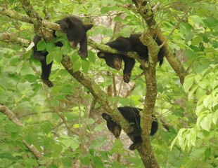 Darling Three Bears Cubs Sleeping Safely in a Tree Cades Cove Great Smoky Mountains © onewildlifer