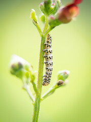 macro photography of a small green caterpillar climbing a plant