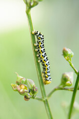 macro photography of a small green caterpillar climbing a plant
