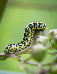 macro photography of a small green caterpillar climbing a plant