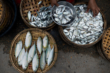 Variety of fresh fish in the street market